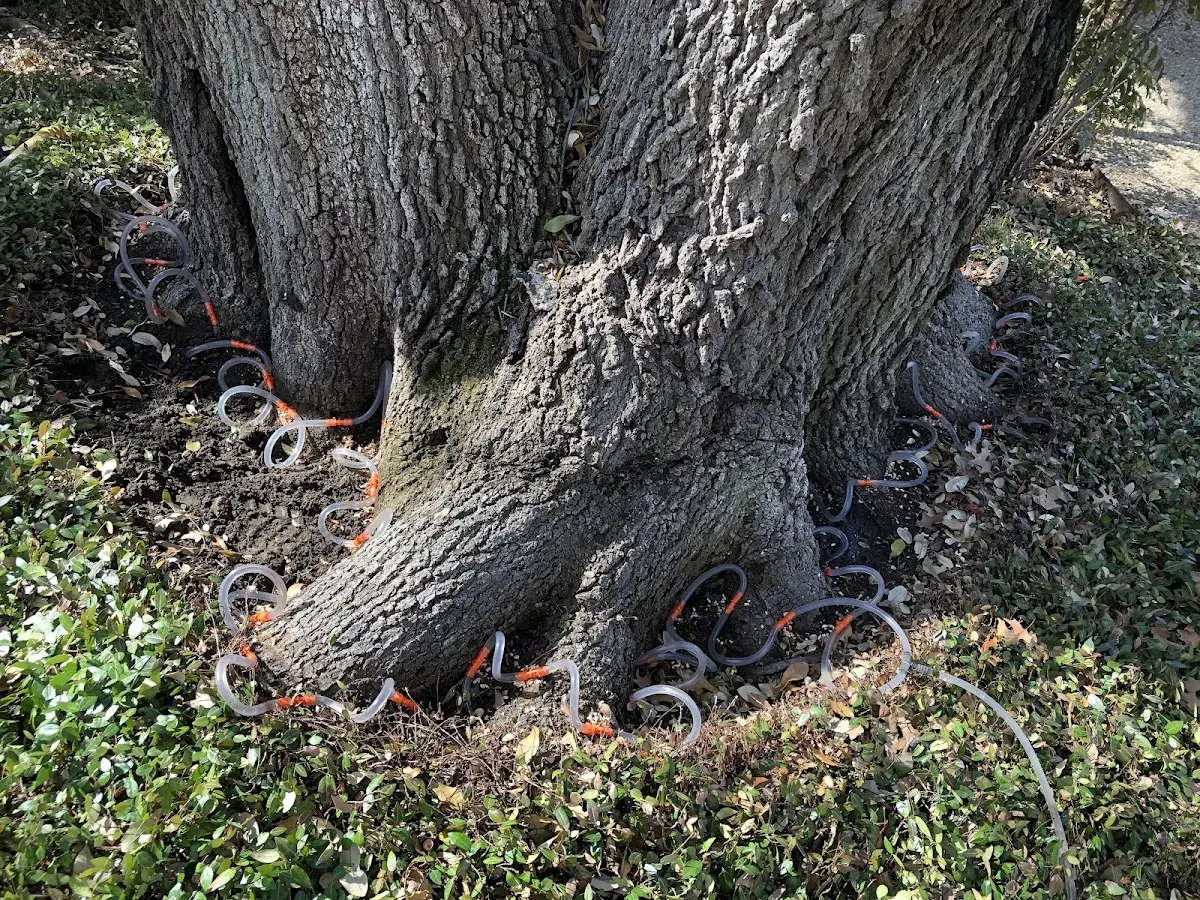 Detailed Tree Cabling and Bracing job site in Bonne Terre